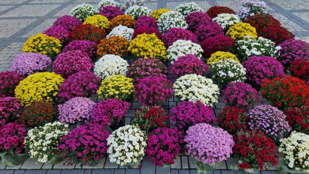 изображение_viber_2023-10-24_09-20-66